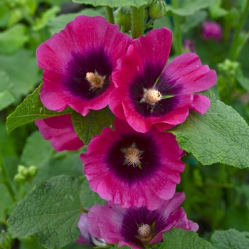 Alcea rosea Halo 'Cerise'