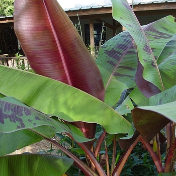 Musa 'Bordelon' 