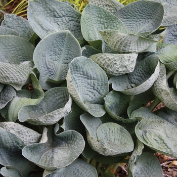 Hosta 'Big Mama' 