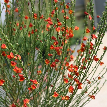 Cytisus scoparius 'Sister Redhead®'