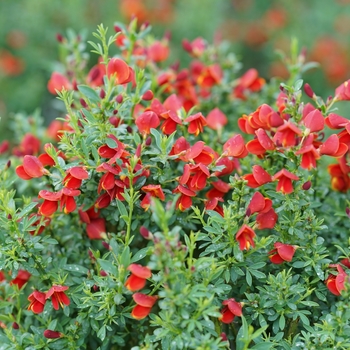 Cytisus scoparius 'Sister Redhead®' (128460)