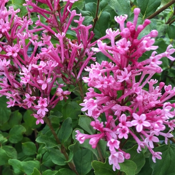 Syringa 'SMNJRPI' PP29802, Can PBRAF