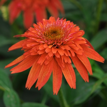 Echinacea Double Scoop™ 'Mandarin'