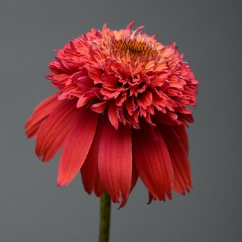 Echinacea Double Scoop™ 'Orangeberry' (128469)