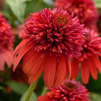 Echinacea Double Scoop™ 'Orangeberry'