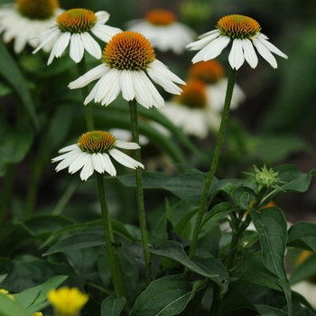 Echinacea purpurea 'PowWow White' (128471)