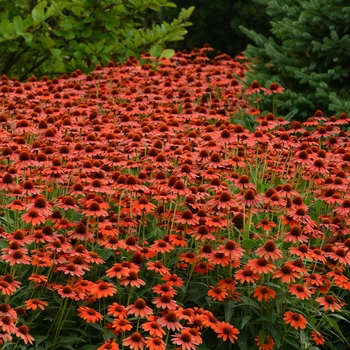 Echinacea Sombrero® 'Flamenco Orange'