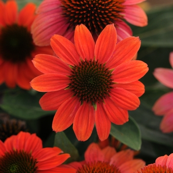 Echinacea purpurea Sombrero Poco™ 'Hot Coral'