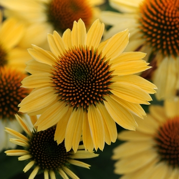 Echinacea 'Sandy Yellow' 