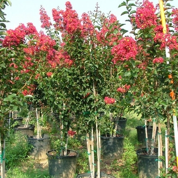 Lagerstroemia indica x fauriei 'Arapaho' 