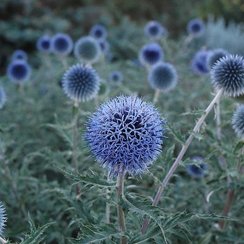 Echinops bannaticus 'Blue Globe' 