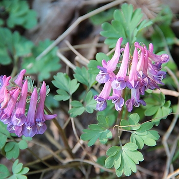 Corydalis flexuosa