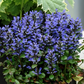 Ajuga reptans 'Blueberry Muffin' (128607)
