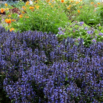 Ajuga reptans 'Blueberry Muffin' (128608)