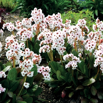 Bergenia 'Angel Kiss' 