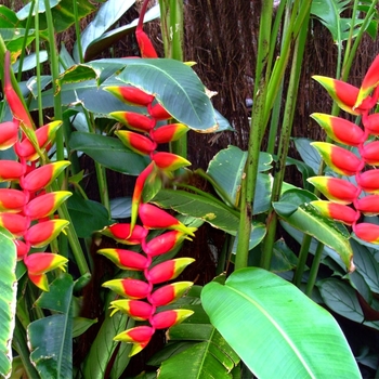 Heliconia rostrata