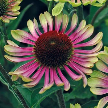 Echinacea purpurea 'Green Twister' 