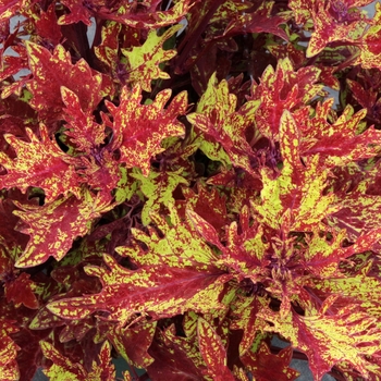 Coleus 'Red Ripple' 