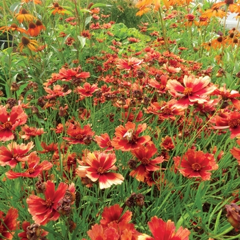 Coreopsis 'Desert Coral' 