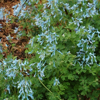 Corydalis flexuosa 'Blue Panda'