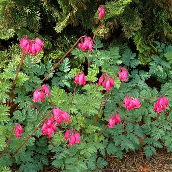 Dicentra Amore™ Rose