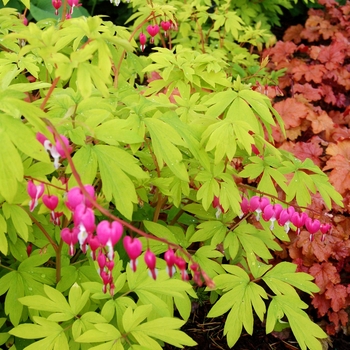 Dicentra spectabilis 'Gold Heart' 