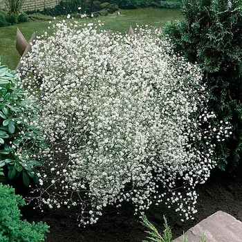 Gypsophila paniculata