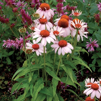 Echinacea Prairie Pixies™ 'Rosita'