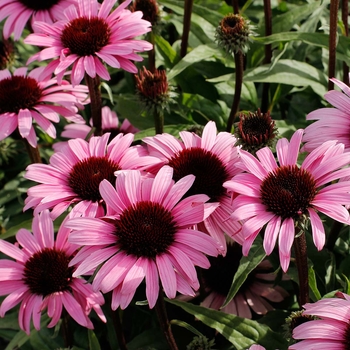 Echinacea Prairie Stars™ 'Satin Nights'