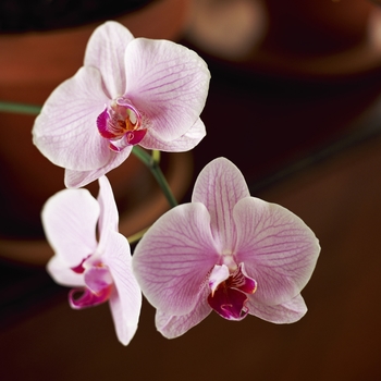 Phalaenopsis violacea