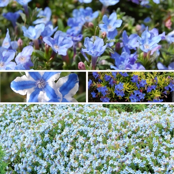 Lithodora 'Multiple Varieties'