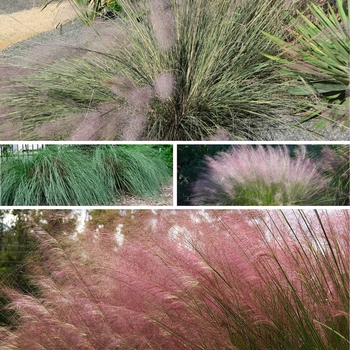 Muhlenbergia 'Multiple Varieties'