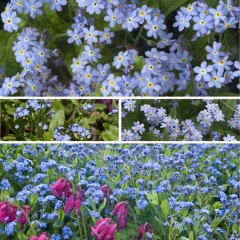 Myosotis 'Multiple Varieties'