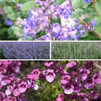 Nepeta 'Multiple Varieties'