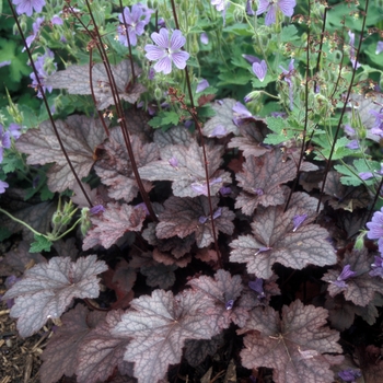 Heuchera 'Plum Pudding'