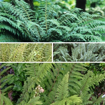 Polystichum 'Multiple Varieties' (128789)