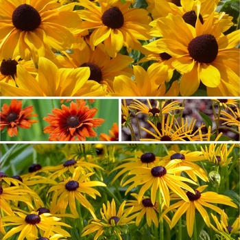 Rudbeckia 