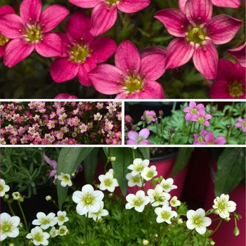 Saxifraga 'Multiple Varieties' 