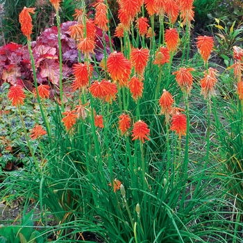 Kniphofia 'Fire Glow' PP22894