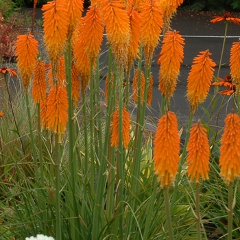 Kniphofia 'Mango' PP22968