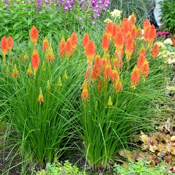 Kniphofia 'Papaya' PP22915