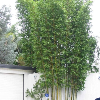 Bambusa emeiensis 'Flavidorivens' 