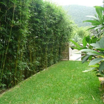 Bambusa textilis gracilis