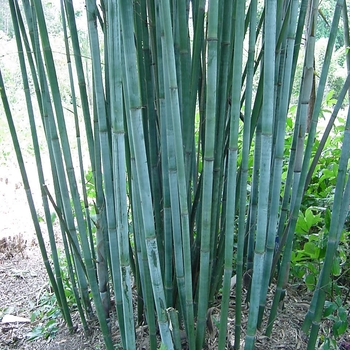 Bambusa chungii 'Barbelletta' 