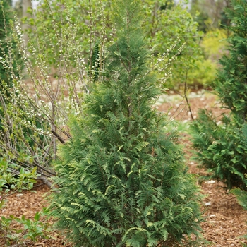 Chamaecyparis lawsoniana 'SMNCLGTB' PP30708