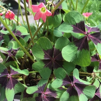 Oxalis tetraphylla 'Iron Cross' 