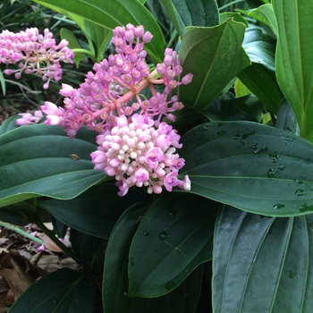 Medinilla myriantha