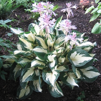 Hosta 'Paul Revere' 