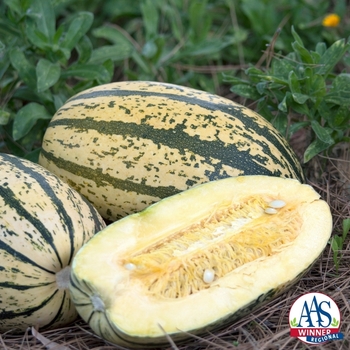 Cucurbita pepo 'Sugaretti' 