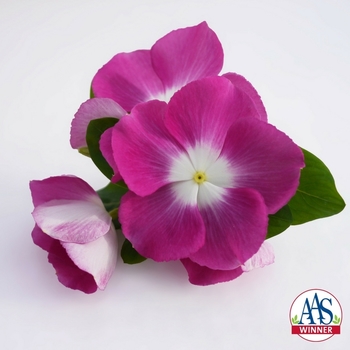 Catharanthus roseus Mega Bloom 'Orchid Halo'